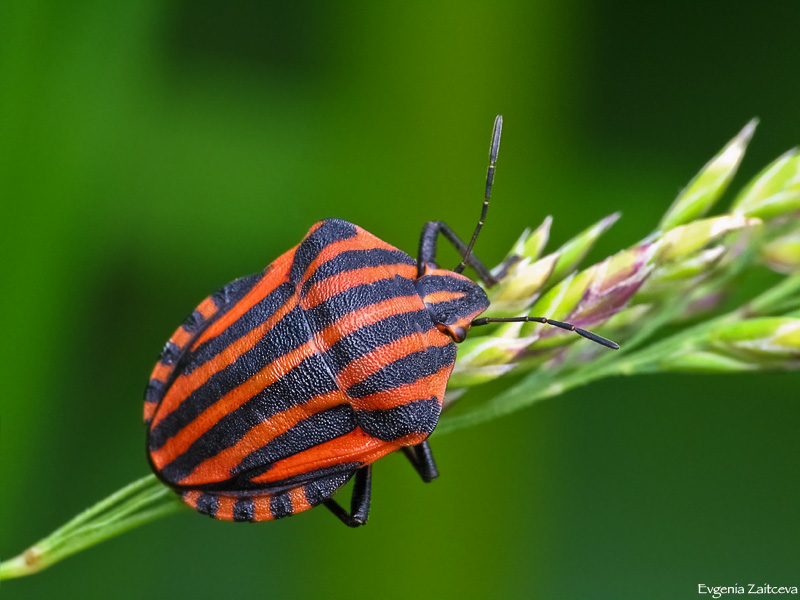 Big bug with striped butt