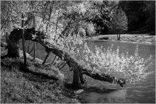 Light spring foliage / ***