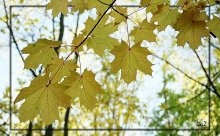 Three colors of Autumn. Yellow. / ***