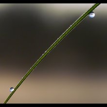 Double landscape in drops of morning dew ... / ***