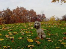 Portrait of a sad dog on a background of the cloudy autumn / ***