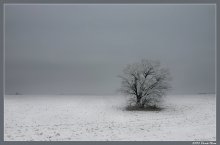 Landscape with lonely tree / ***