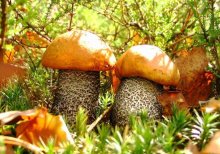 First autumn mushrooms / ***