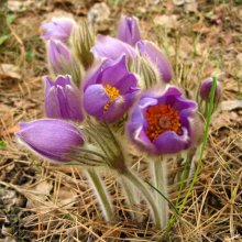 Pasque-flower / ***