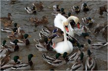 Acrobatics - support jumping ... swan! / ***