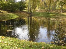 Water and leaves / ***