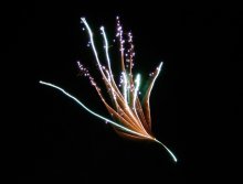 Fireworks. Fairy flower / ***