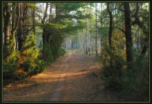 At the edge of forest / ***