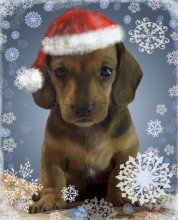 about the upcoming Year of the Dog / ***