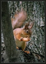 Squirrel / ***