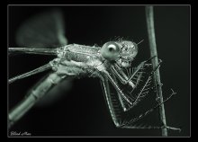 Black and white macrocosm -1 / ***