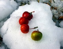 Apples in the Snow ... / ***