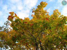 Autumn / ***