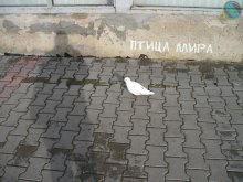 Bird of peace ... / ***