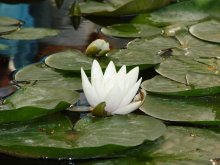flower / ***