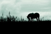 The horse did not expect / ***