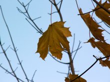 autumn yellow leaf / ***