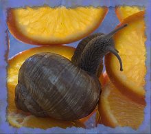 Tangerine snail in a blue frame / ***