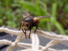 Fly / ***