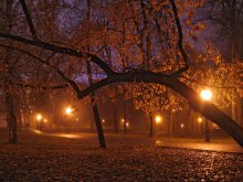 night fog in the park / ***