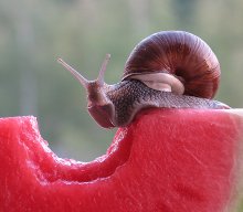 Watermelon snail. / ***