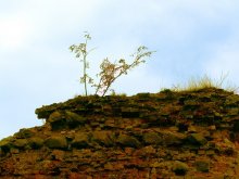 Golshanskiy bush / ***