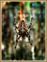 The world of spiders / ***