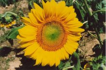 sunflower / ***