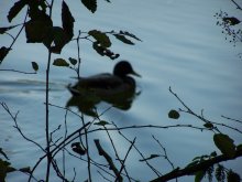 Botanic Gardens - duck / ***