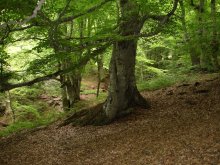 beech forest / ***