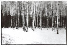 Russia. Birch forest in winter / ***