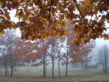 Fog in the Park / ***