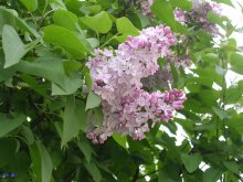 Lilacs after rain / ***