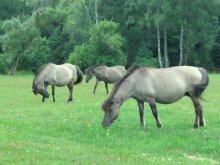 wild horses / ***