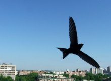 flight over the Minsk / ***