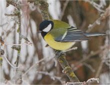 Bird-titmouse / ***