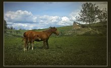 On the ruins of the Count's stables / ***