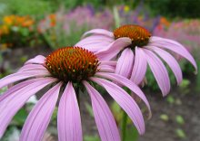 Echinacea / ***