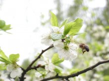 Spring / ***