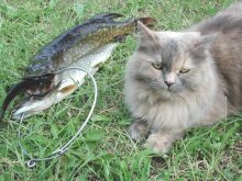 Well, dinner is! / ***