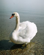 Swan / ***