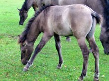 wild horses * / ***