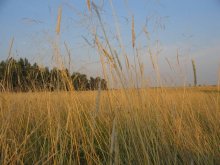 Belarusian landscape / ***