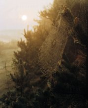 Lace / ***