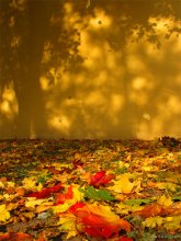 Colors of autumn. / ***