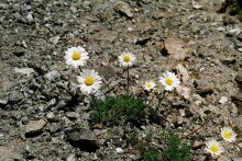 Daisies in the mountains / ***