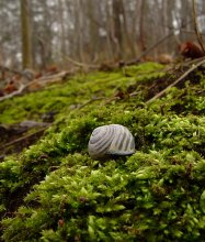 winter without snow. forest / ***