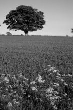 oak and flowering meadow / ***