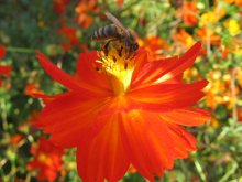 The Scarlet Flower / ***