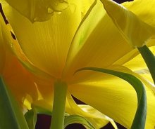 yellow, or back view, too, is not bad / ***